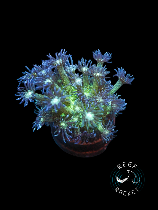 Glitter Bomb Goniopora - Large Frag