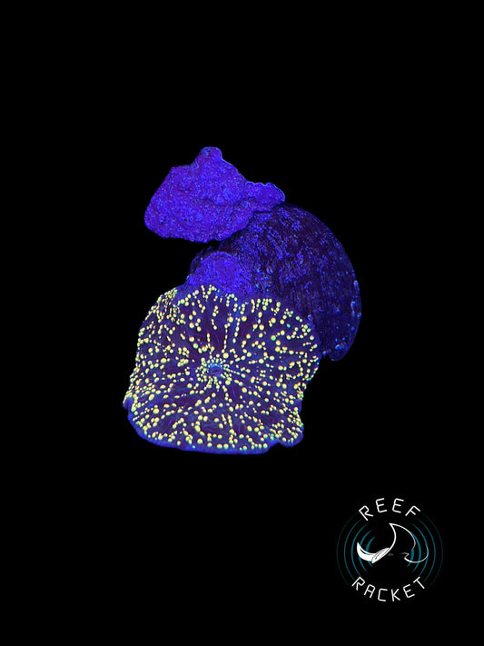 Interstellar Discoma Mushroom