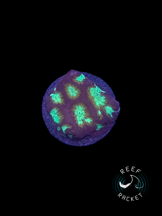 Mars Attack Favites - 1B