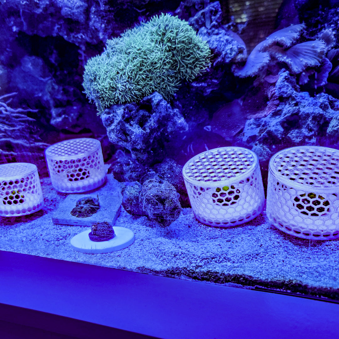 Mushroom Cage Mushroom Coral by Reef Racket LLC