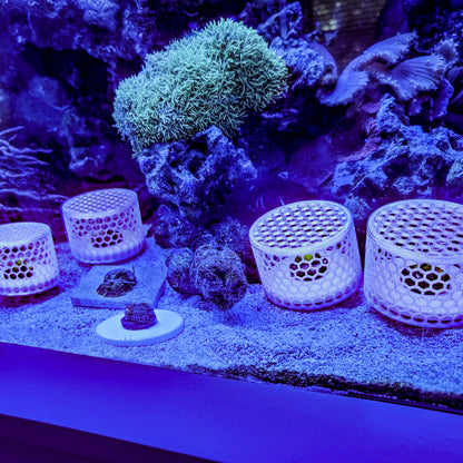 Mushroom Cage Mushroom Coral by Reef Racket LLC