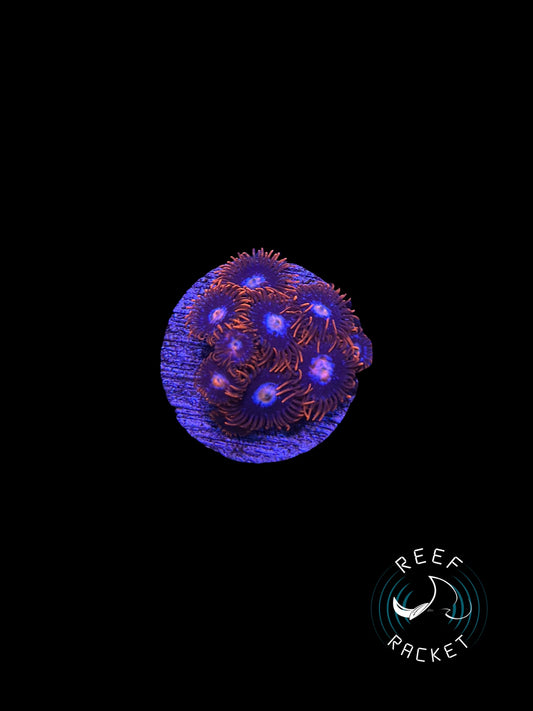 Orange/Blue Zoanthids