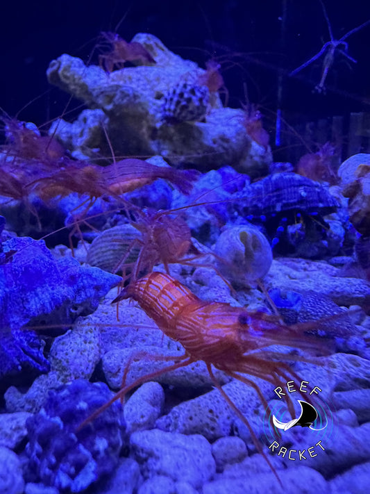 Peppermint Shrimp