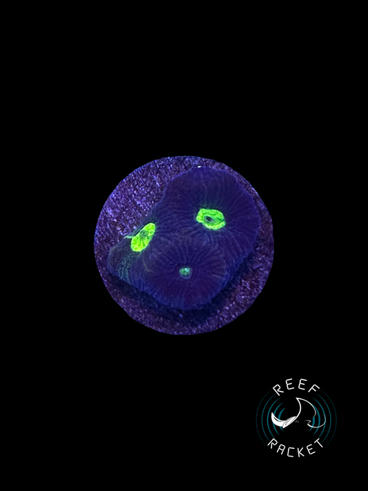 Purple and Green Favia -1A
