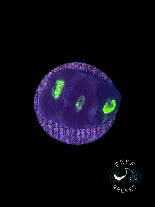 Purple and Green Favia -1B