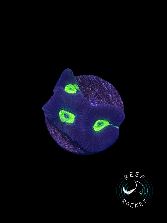 Purple and Green Favia -1C