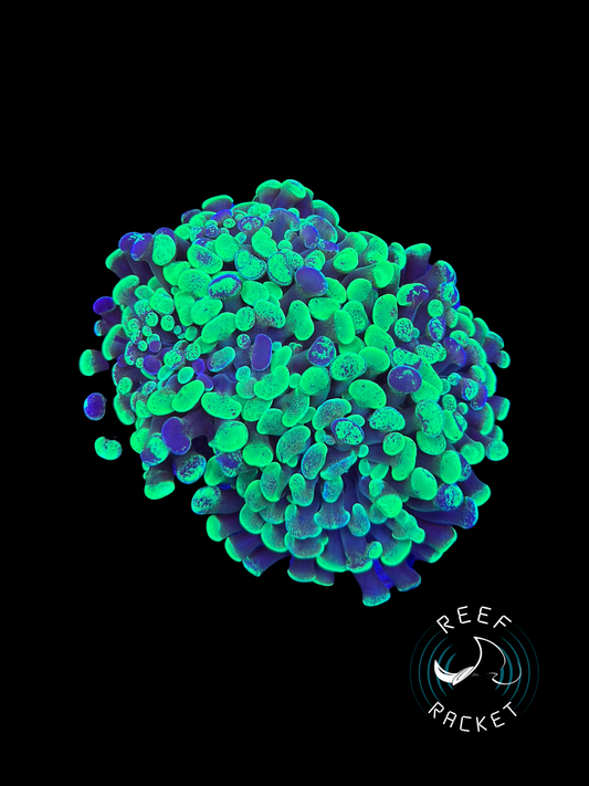 Purple and Green Splatter Hammer