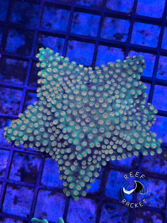 RARE ⭐️ Star Encrusted Cyphastrea