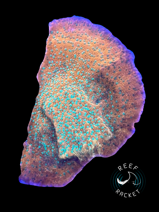 RRL Melon Blast Montipora Cap- 1A