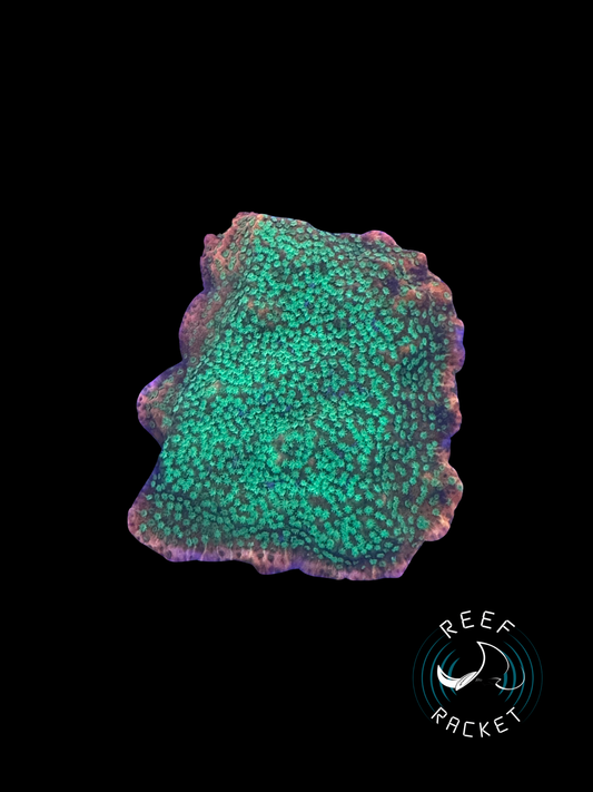 RRL Melon Blast Montipora Cap- 1B