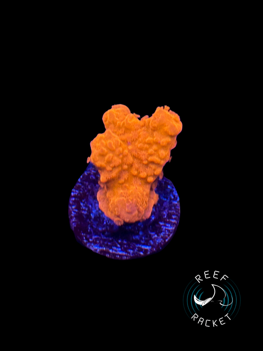 RRL Orange Sherbet Montipora Setosa- 1A