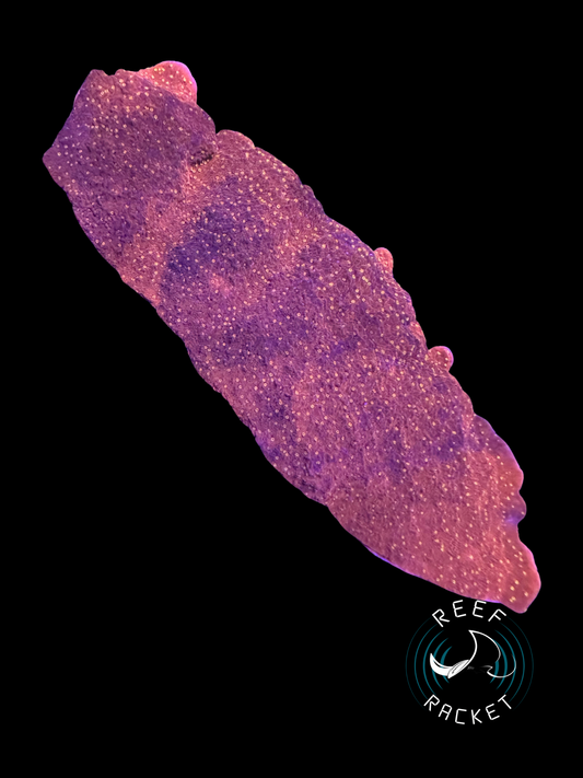 RRL Starbust Montipora Cap XL