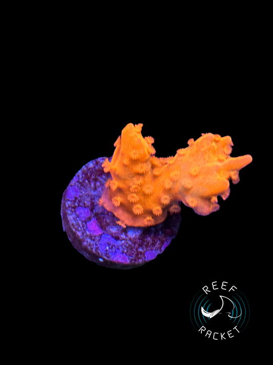 RRL Orange Sherbet Montipora Setosa- 1B