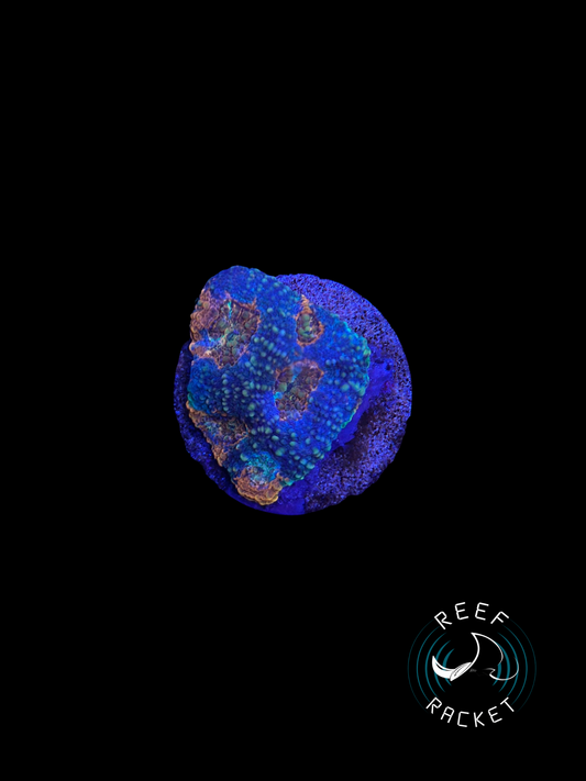 Rainbow Acan Echinata -1A