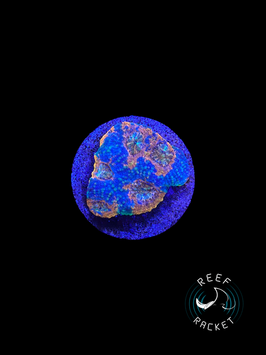 Rainbow Acan Echinata -1B