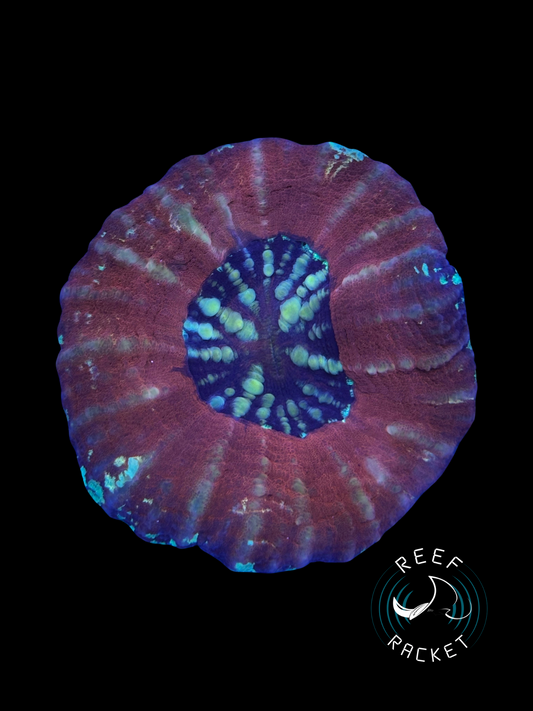 Red UFO Scoly