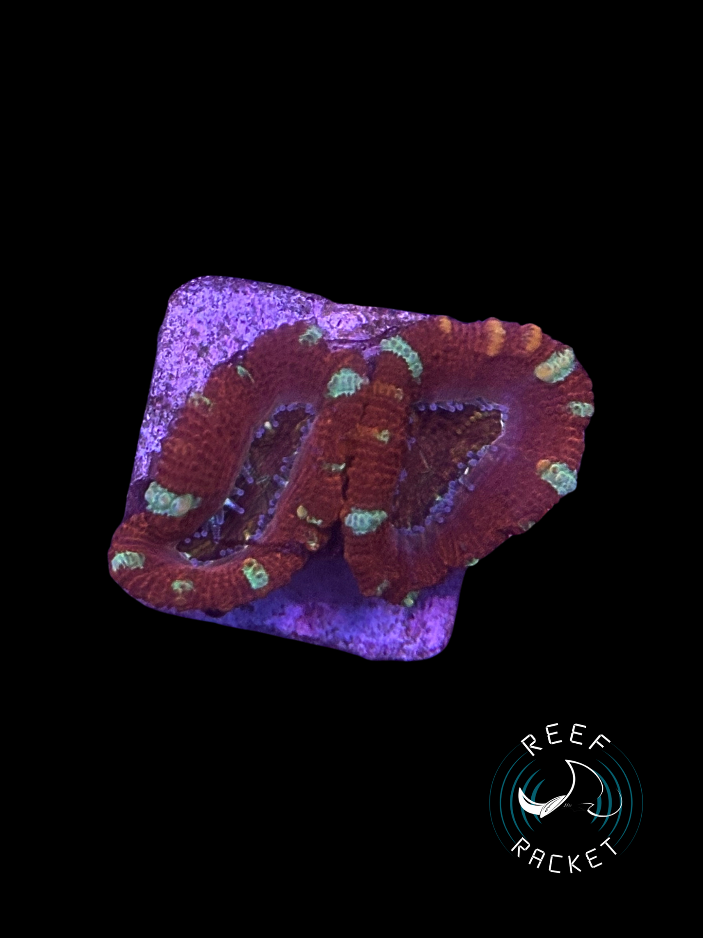 Red Velvet Acan -1A