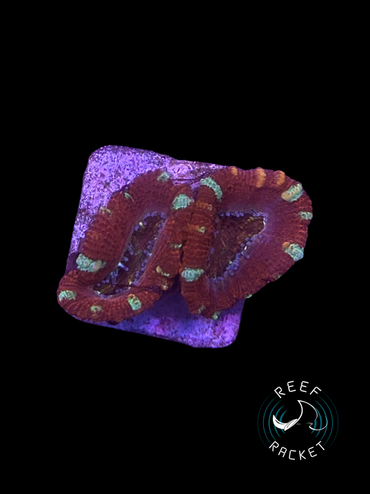 Red Velvet Acan -1A