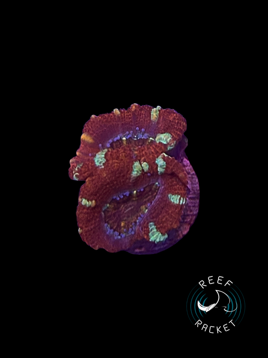 Red Velvet Acan -1B