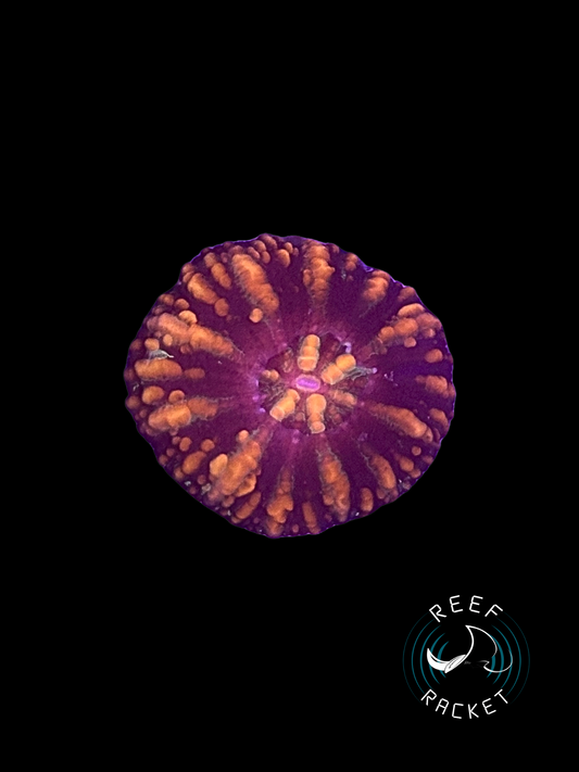 Red and Orange Button Scoly