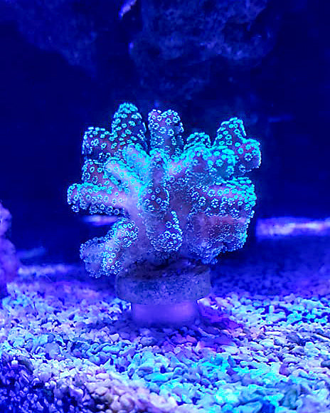 Coral Frag Plug Sand Stands - Set of 5 WYSIWYG Coral by Reef Racket LLC