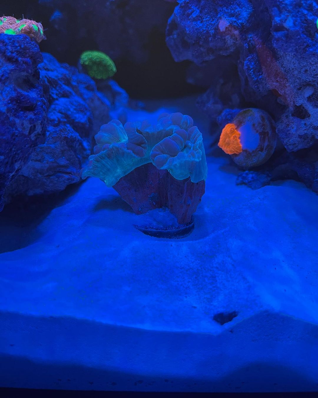 Scoly Stands for Scolymia Corals WYSIWYG Coral by Reef Racket LLC