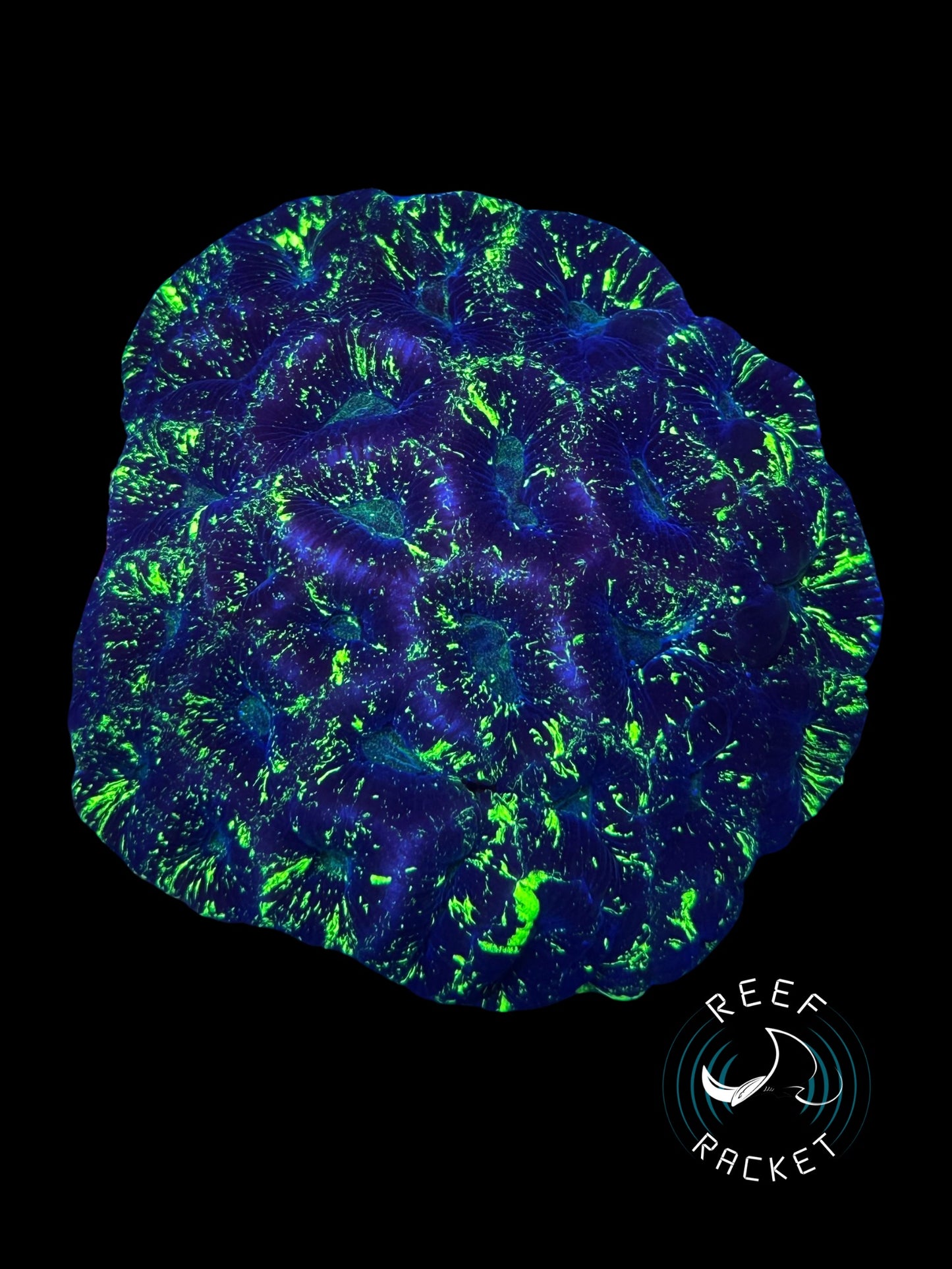 Splatter Paint Gonastrea