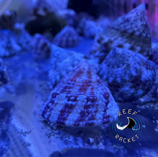 Trochus Snail