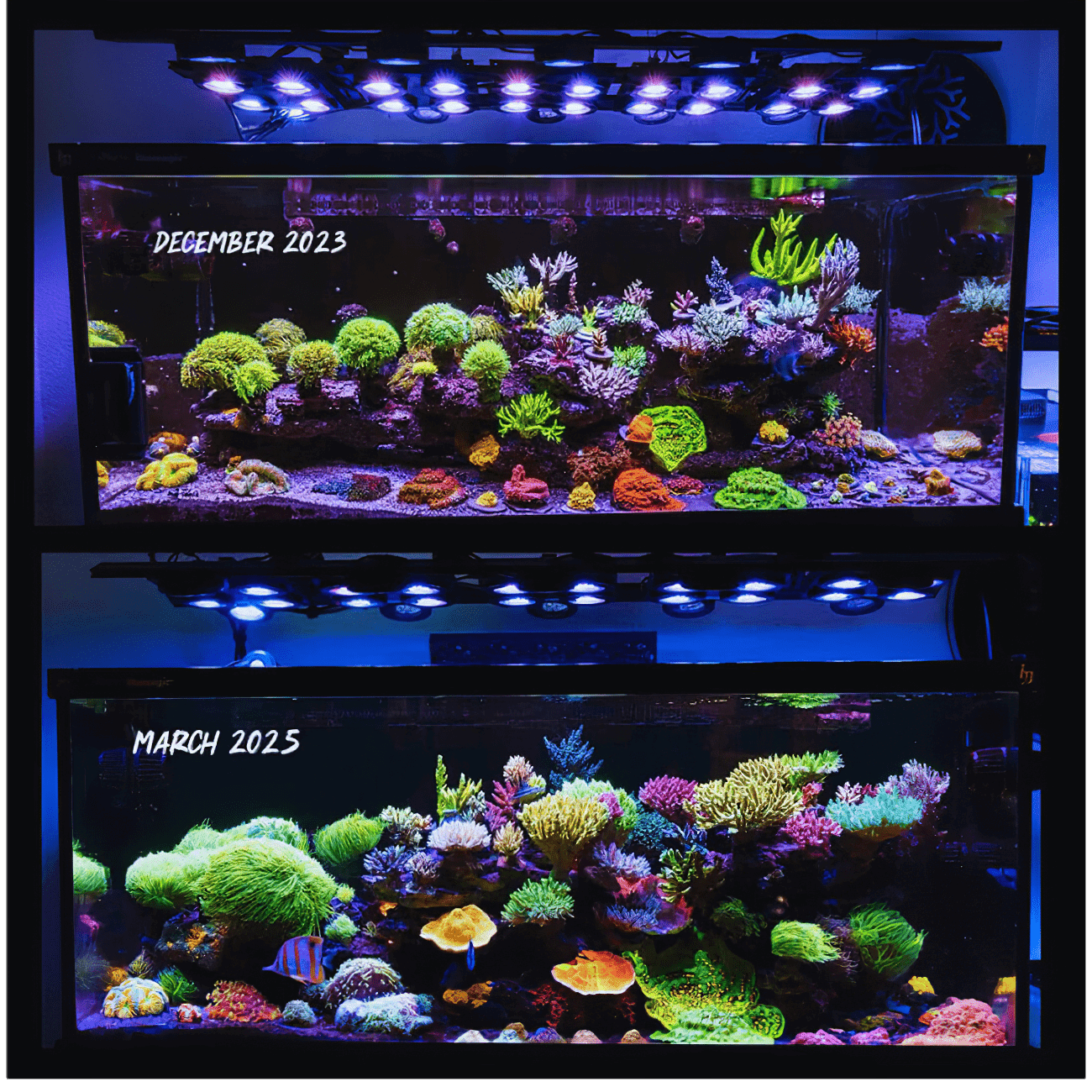 X4 Beast Mode SPS Lighting Bundle All Sizes SPS Coral by Reef Racket LLC