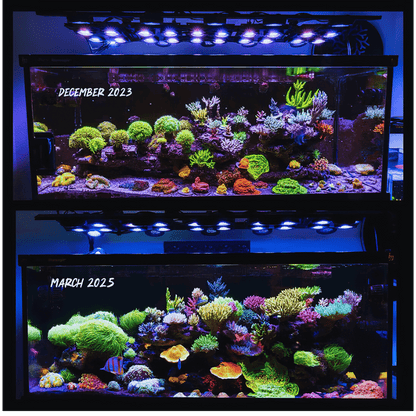 X4 Beast Mode SPS Lighting Bundle All Sizes SPS Coral by Reef Racket LLC
