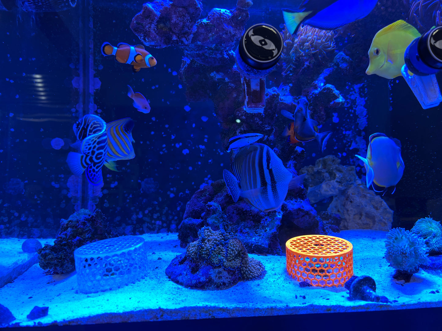 Mushroom Cage Mushroom Coral by Reef Racket LLC