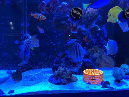 Mushroom Cage Mushroom Coral by Reef Racket LLC