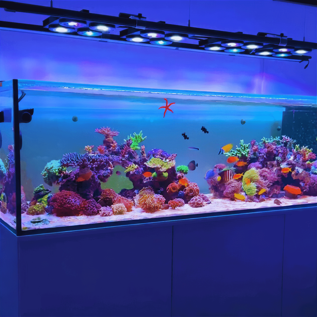 X4 Beast Mode SPS Lighting Bundle All Sizes SPS Coral by Reef Racket LLC
