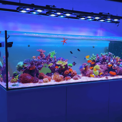 X4 Beast Mode SPS Lighting Bundle All Sizes SPS Coral by Reef Racket LLC
